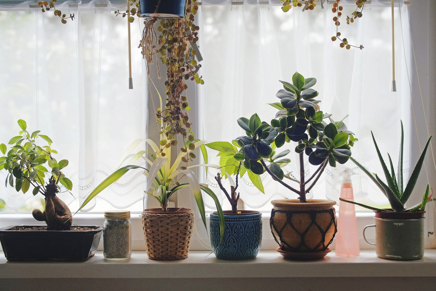 Plants